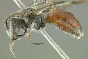 Media type: image;   Entomology 609435 Aspect: habitus lateral view